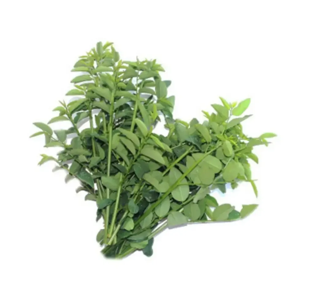 pucuk manis daporunchet