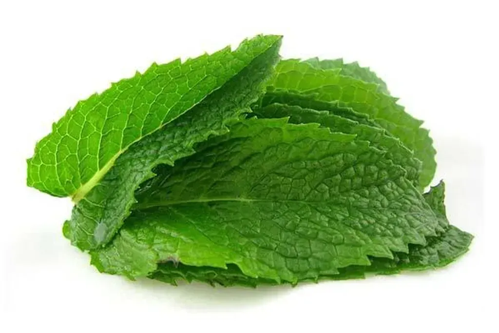 Daun pudina Daporunchet