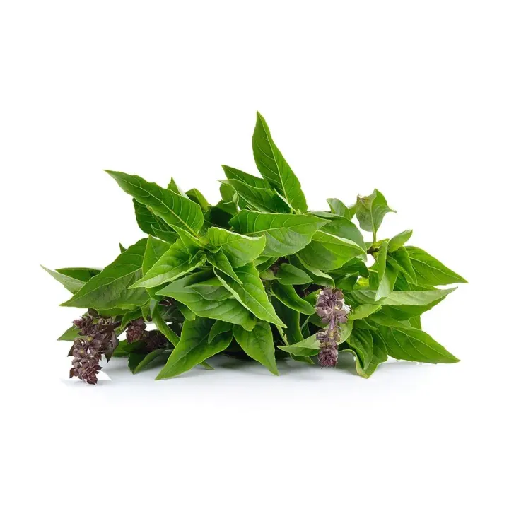 Daun selasih daporunchet
