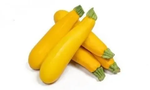 Labu Zucchini kuning