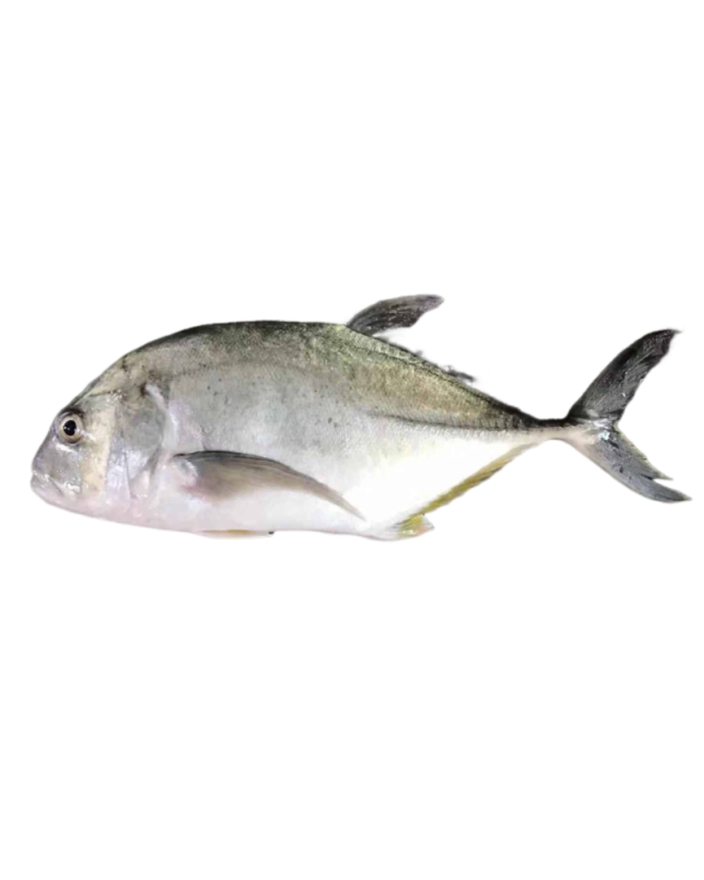 Ikan Nyok Nyok Fresh Daporunchet