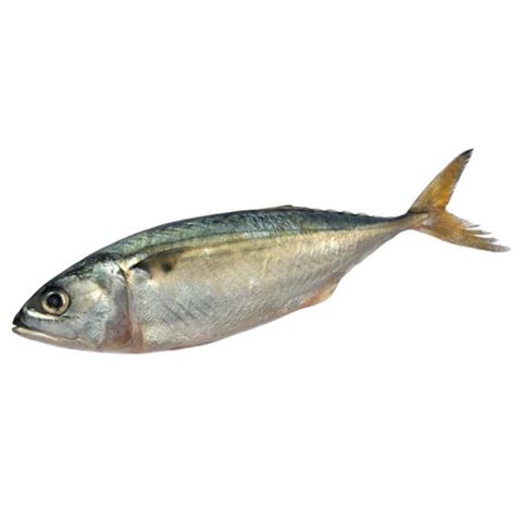 ikan kembung fresh daporunchet (1)