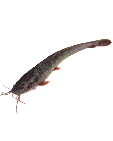 Ikan keli segar daporunchet