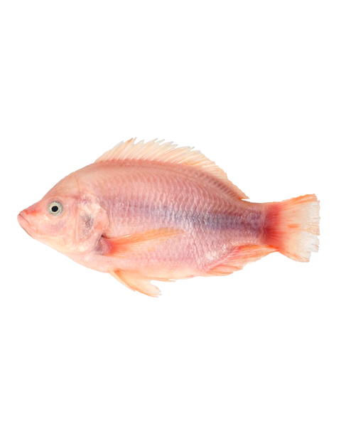 Ikan talapia segar daporunchet