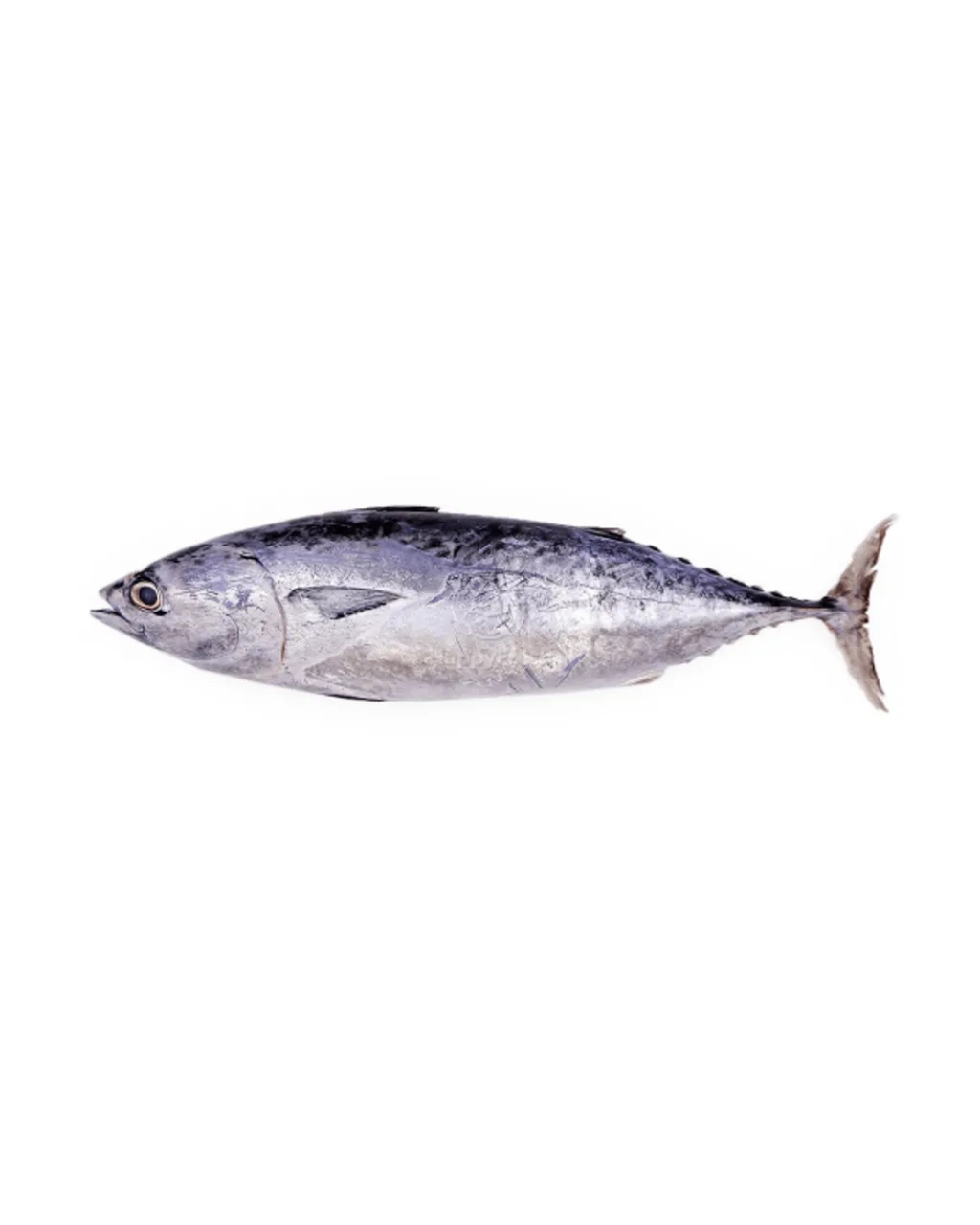 Ikan tongkol segar daporunchet