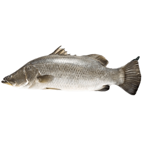 Ikan siakap daporunchet