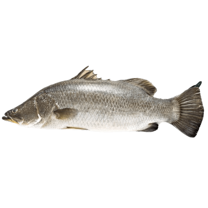 Ikan siakap daporunchet