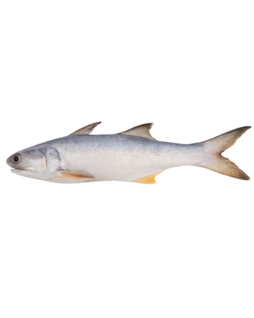 Ikan senangin segar daporunchet