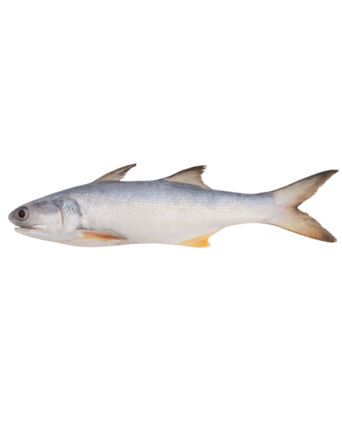 Ikan senangin segar daporunchet