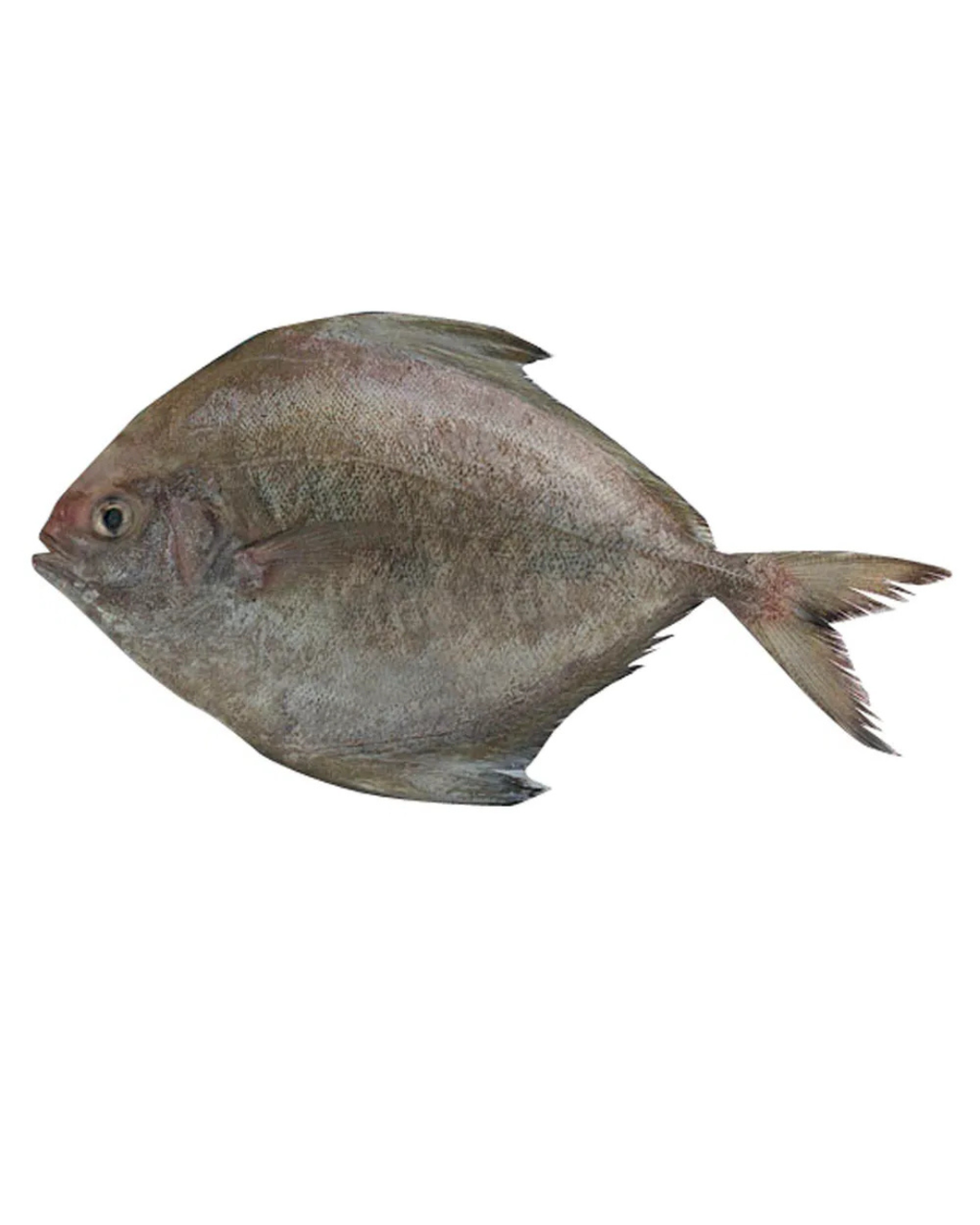 Ikan bawal hitam segar daporunchet