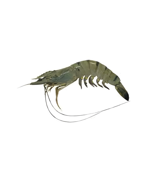 Udang harimau segar daporunchet