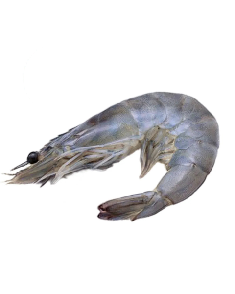 Udang Fresh Daporunchet
