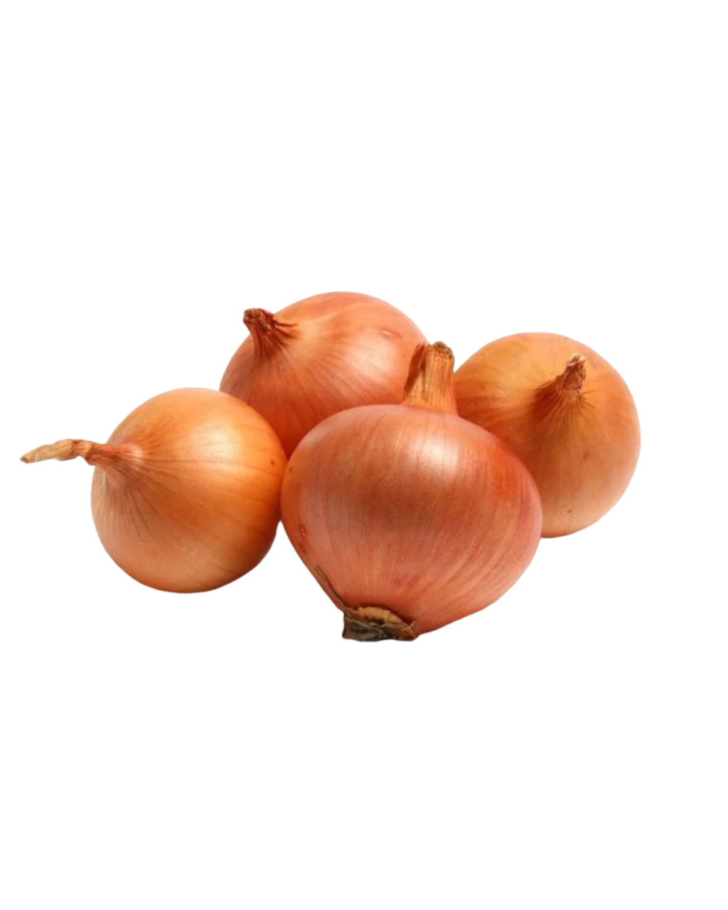 Bawang Holland Segar daporunchet