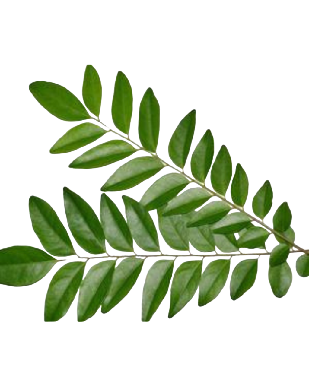 Daun kari daporunchet (1)
