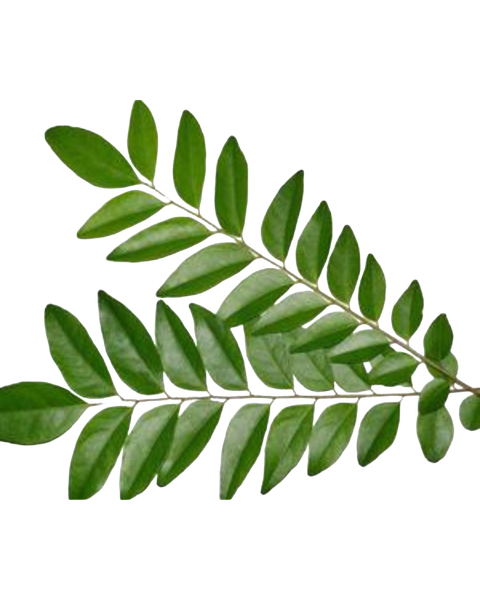 Daun kari daporunchet (1)