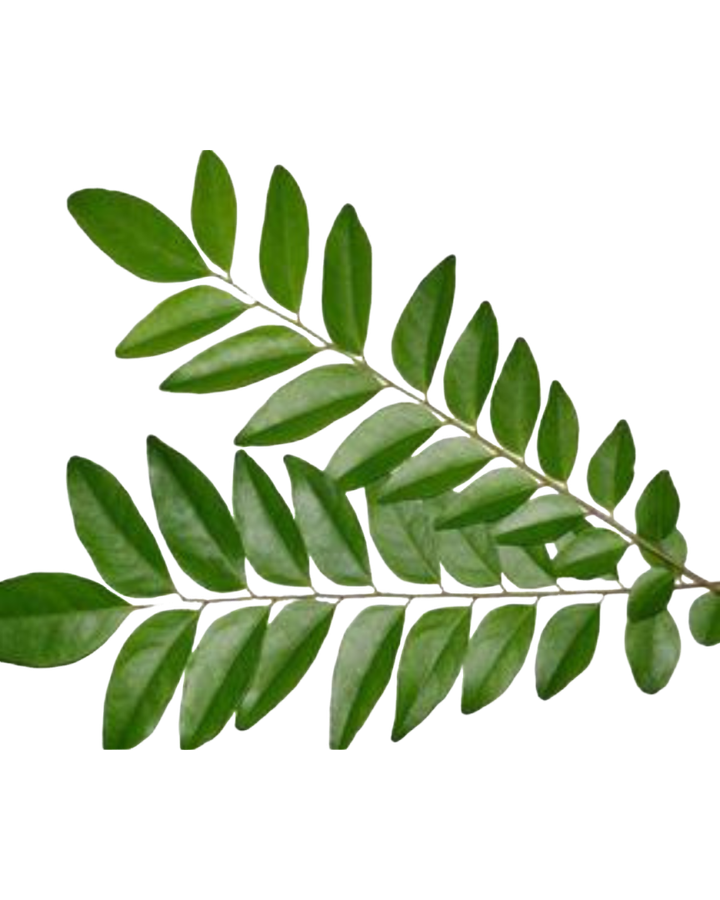 Daun kari daporunchet (1)