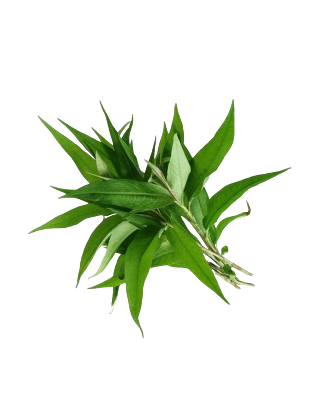 Daun kesum daporunchet (1)