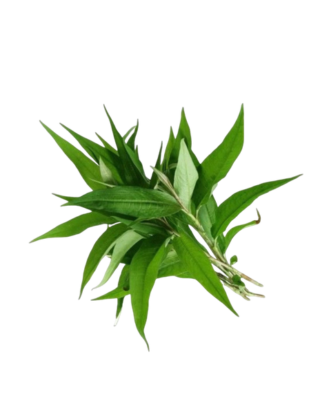 Daun kesum daporunchet (1)