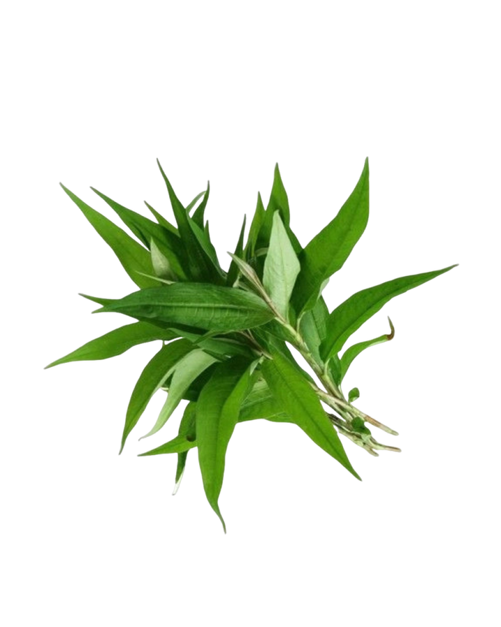 Daun kesum daporunchet (1)