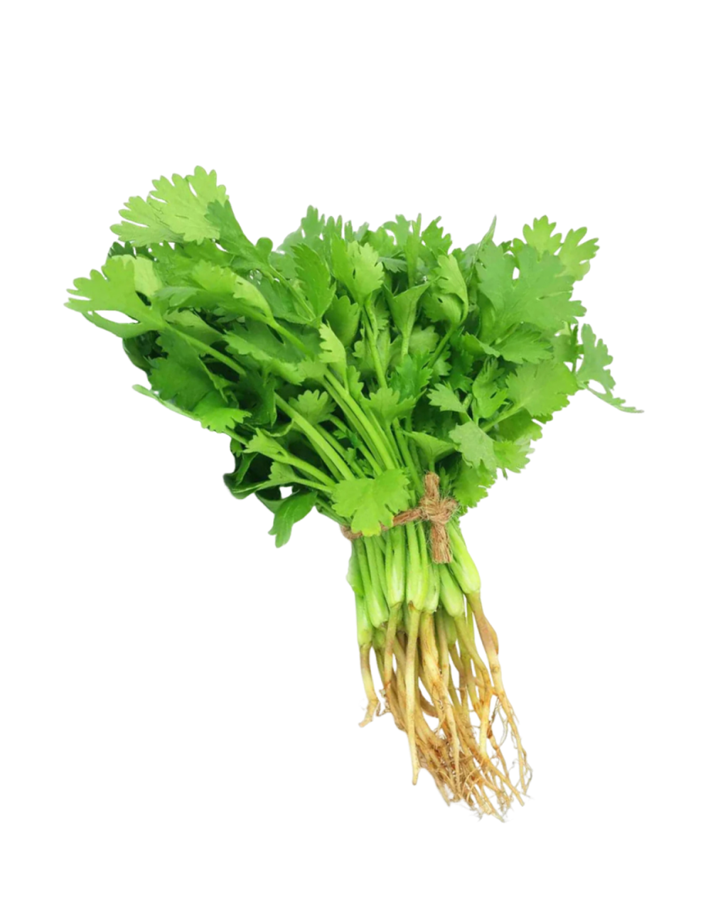 Daun ketumbar daporunchet (1)