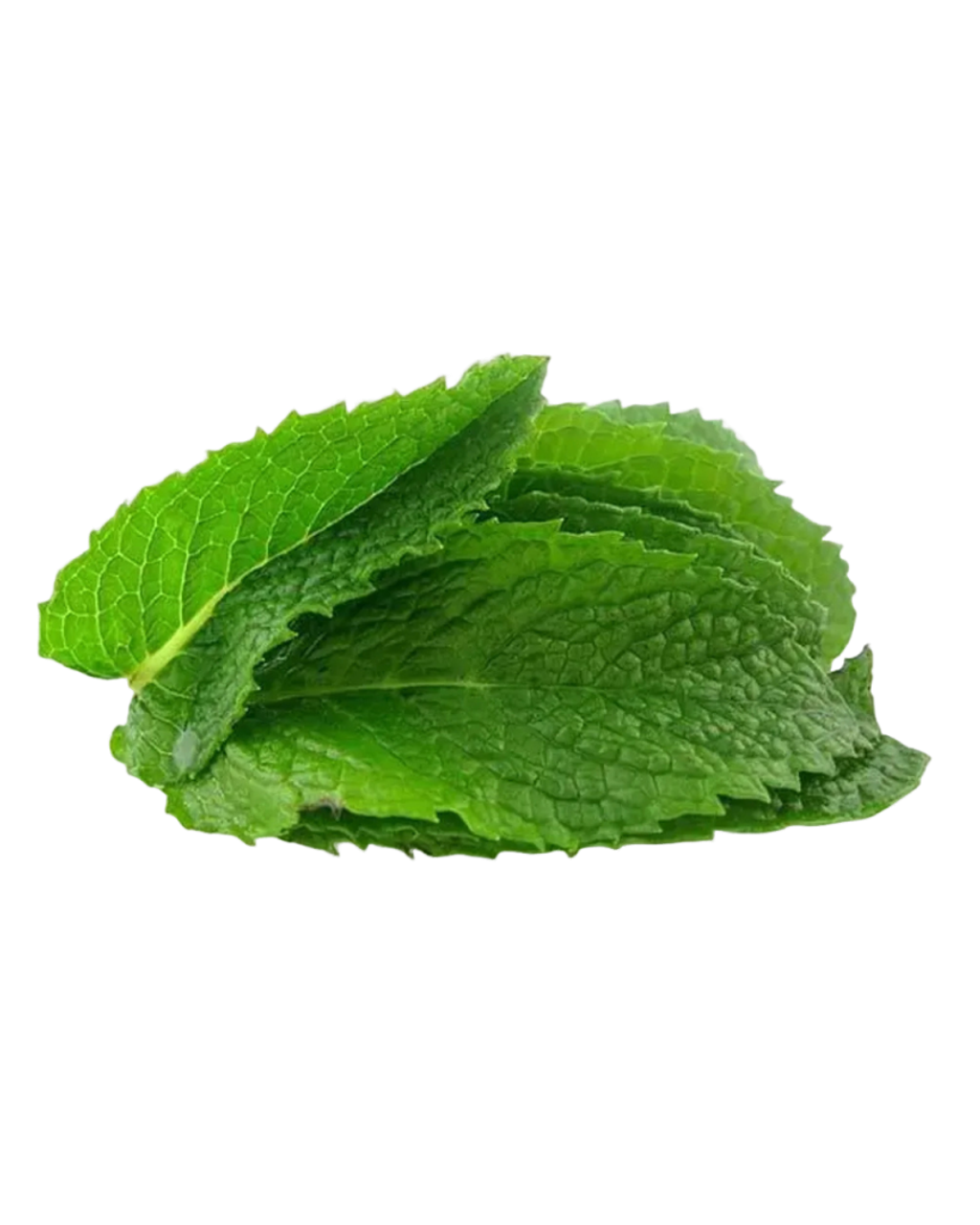Daun pudina daporunchet (1)