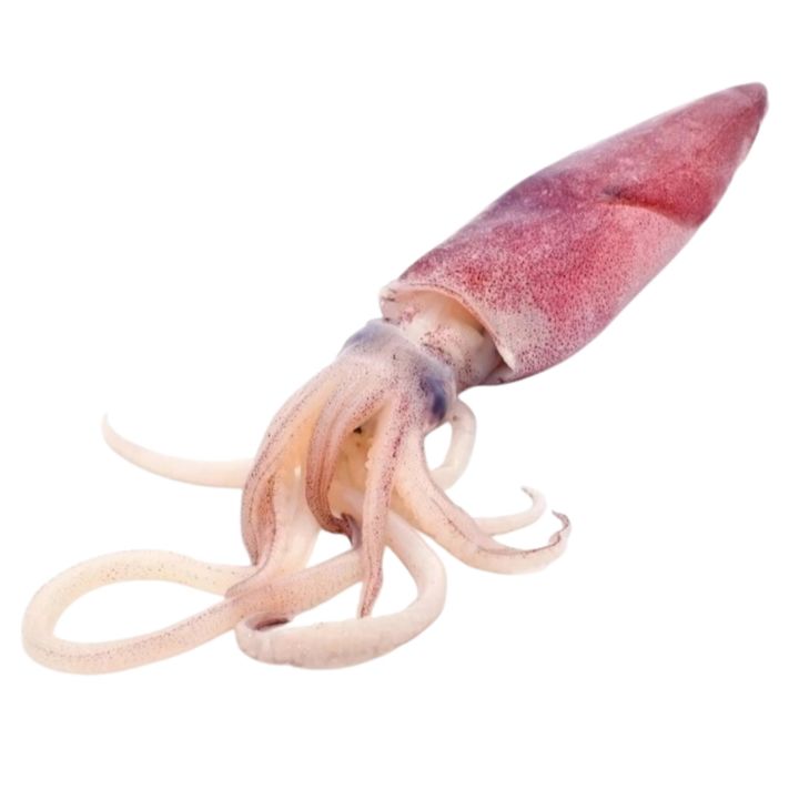 Sotong segar siap siang dan cuci daporunchet penghantaran sekitar KL dan Selangor