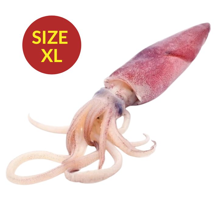 SOTONG BESAR XL siap siang dan cuci daporunchet