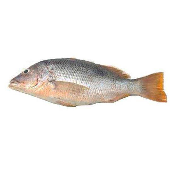 Ikan Jenahak segar siap siang dan cuci daporunchet penghantaran sekitar KL dan Selangor