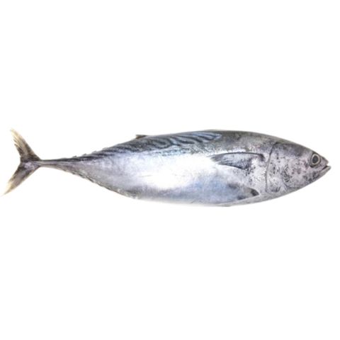 Ikan Tongkol.jpeg  siap siang dan cuci