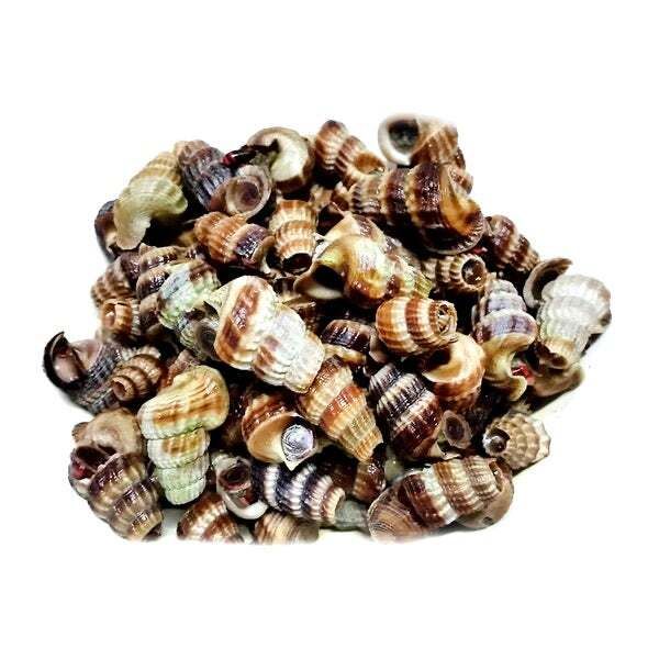 siput sedut segar siap siang dan cuci daporunchet penghantaran sekitar KL dan Selangor