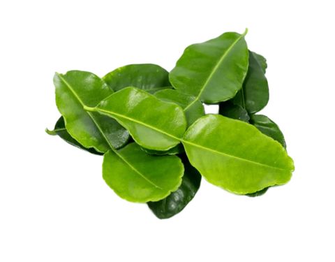 daun limau purut