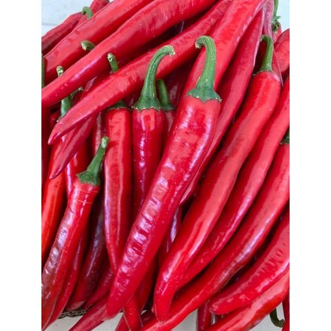 cili besar merah