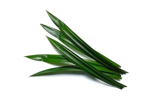 Daun Pandan Segar