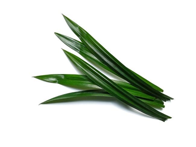 Daun Pandan Segar