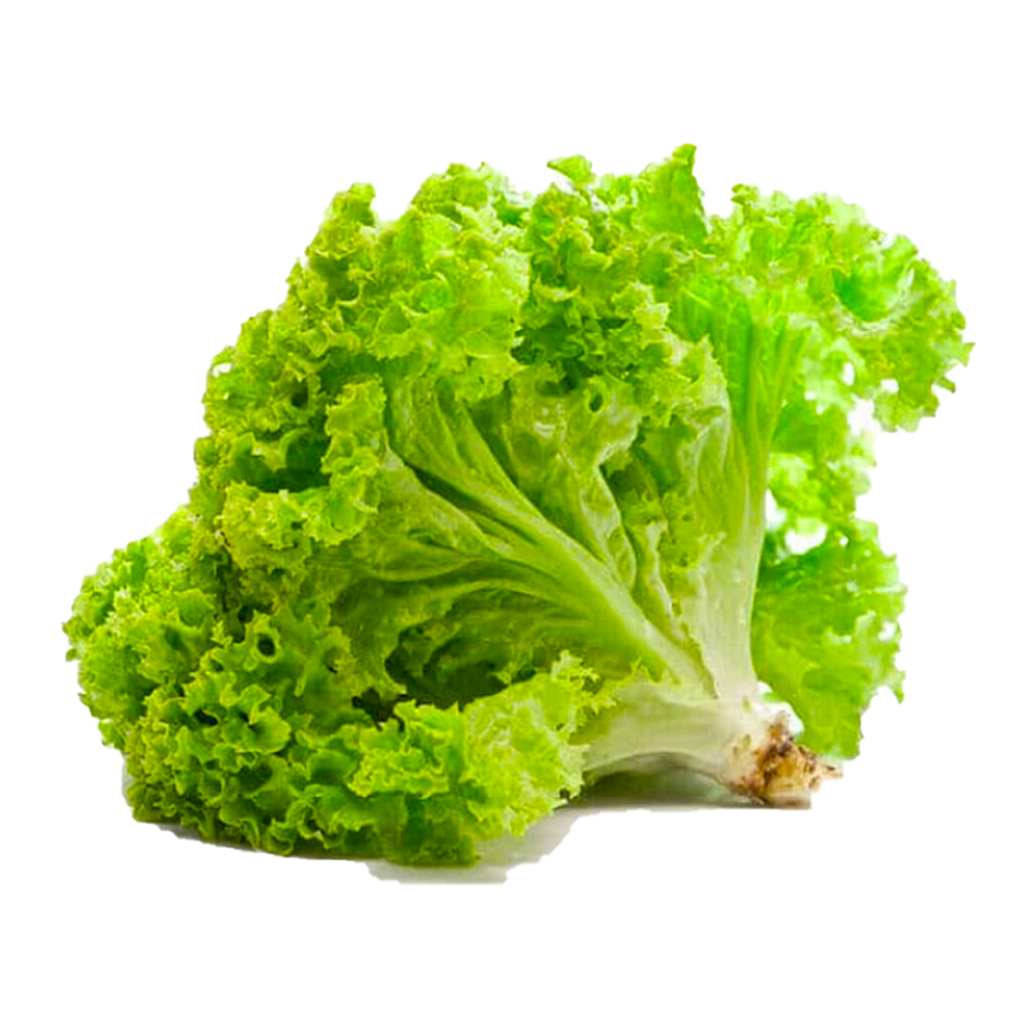 Daun salad Daporunchet