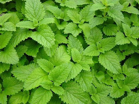 Lemon_Balm.jpg