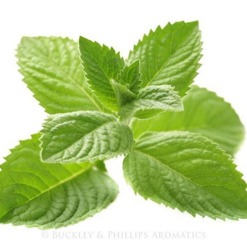 spearmint04.jpg