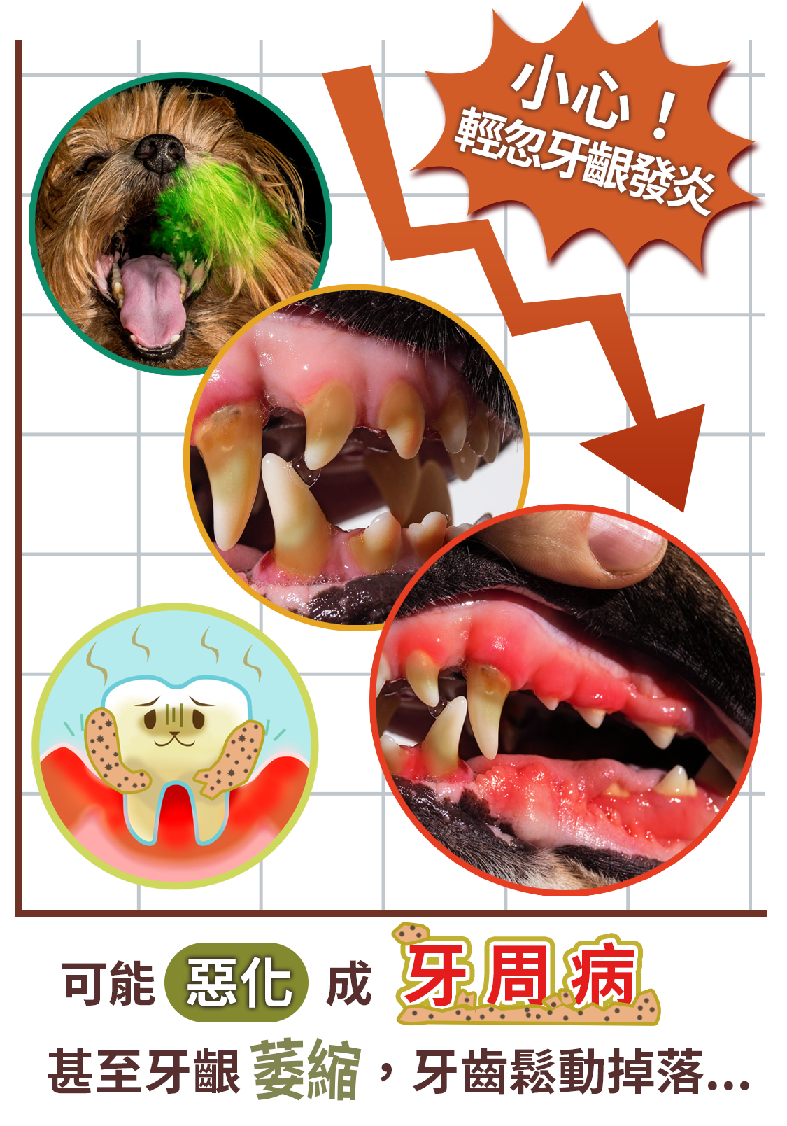 貓狗牙齦益生菌口腔護理降低口臭漢方草本牙粉噴劑03_牙結石牙周病的危機