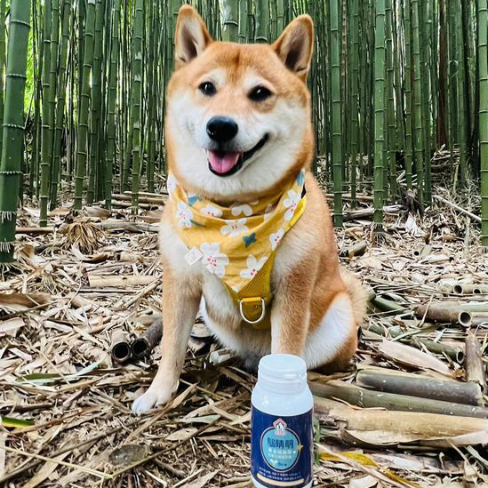 查皮抗氧化保養分享,柴犬保養腦力與眼睛