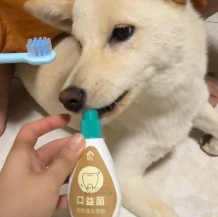 白柴I
