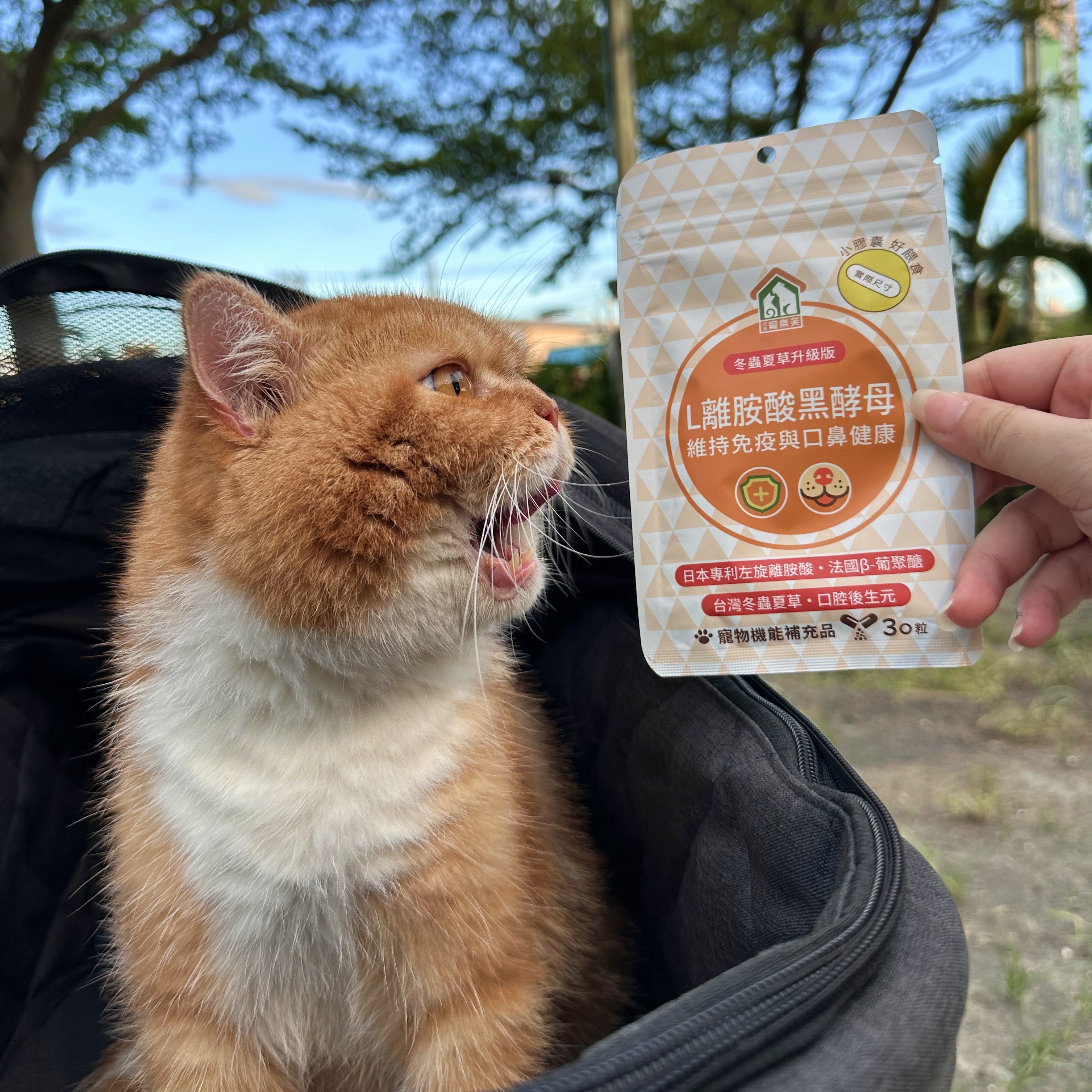 楊筑安