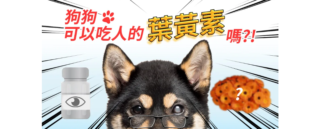 狗狗可以吃人的葉黃素嗎？狗狗葉黃素挑選建議！
