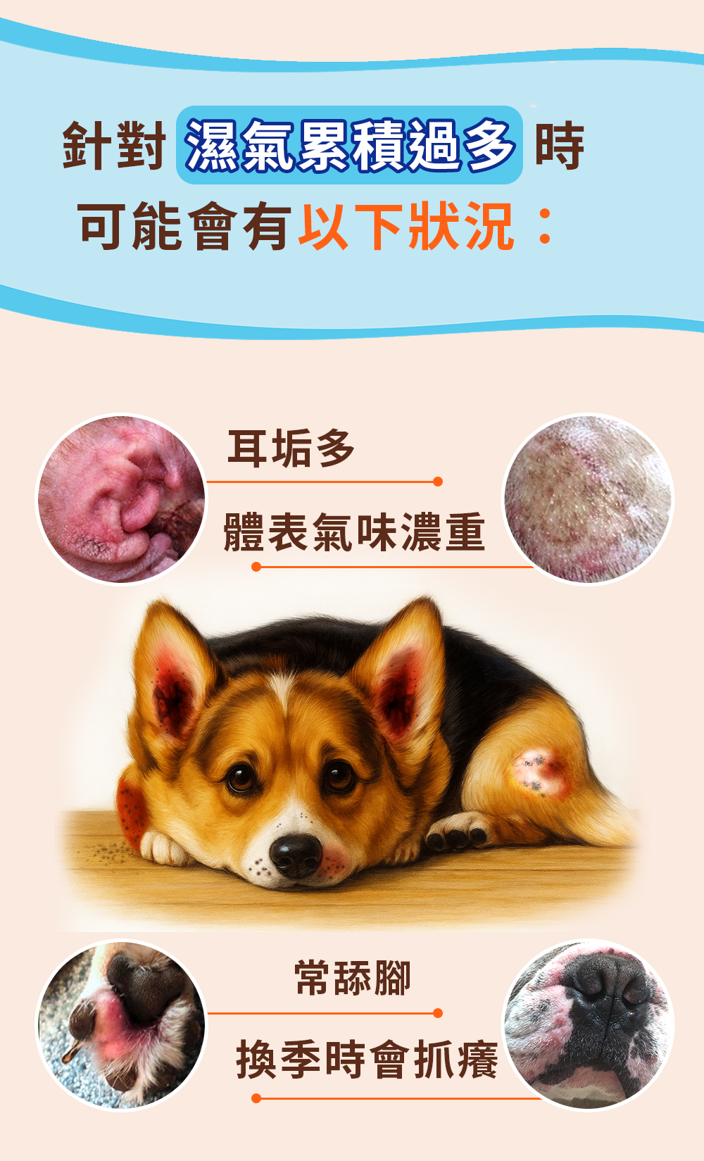 漢方寵物保健品貓狗體內除濕氣皮膚毛保健黴菌黑點紅點搔癢皮膚問題1.jpg 漢方寵物保健品貓狗體內除濕氣皮膚毛保健黴菌黑點紅點搔癢皮膚問題1.jpg