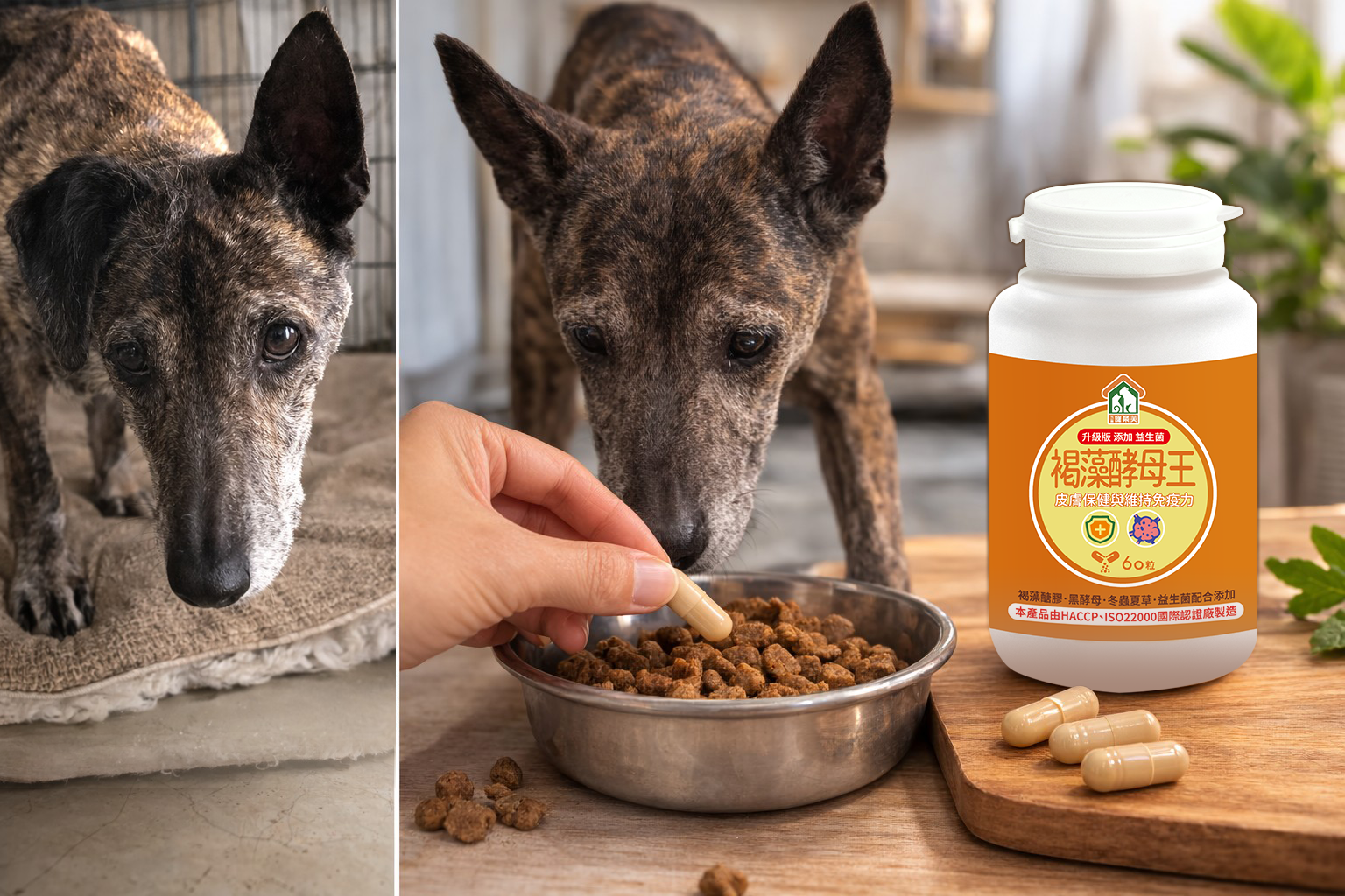 14歲老犬異位性皮膚炎改善分享｜寵樂芙寵物保健食品褐藻酵母王案例