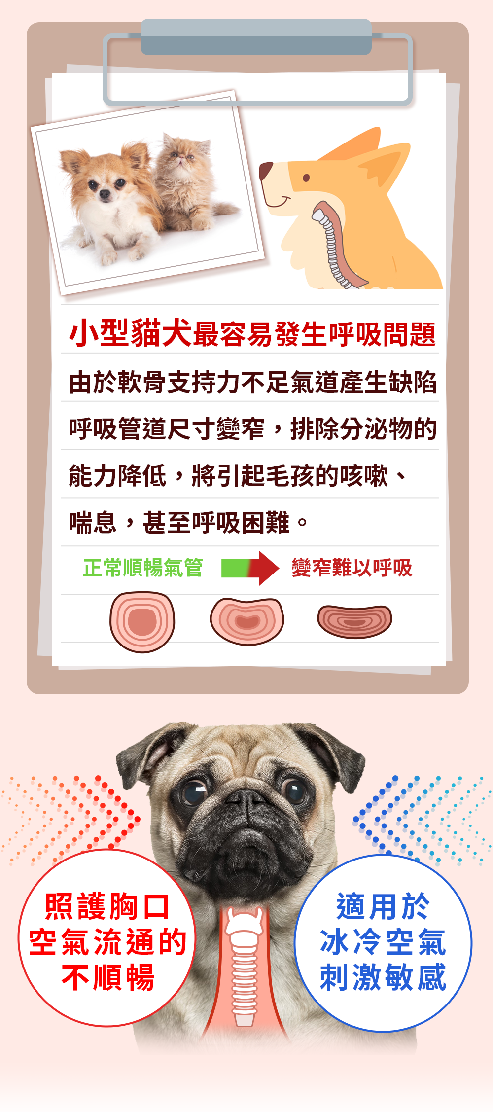 漢方保健品寵物貓狗氣管保養氣管塌陷逆向噴嚏呼吸道照顧2_咳嗽.jpg