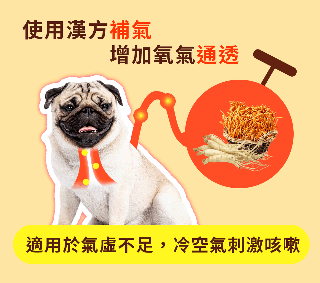 漢方保健品寵物貓狗氣管保養氣管塌陷逆向噴嚏呼吸道照顧2_咳嗽.jpg