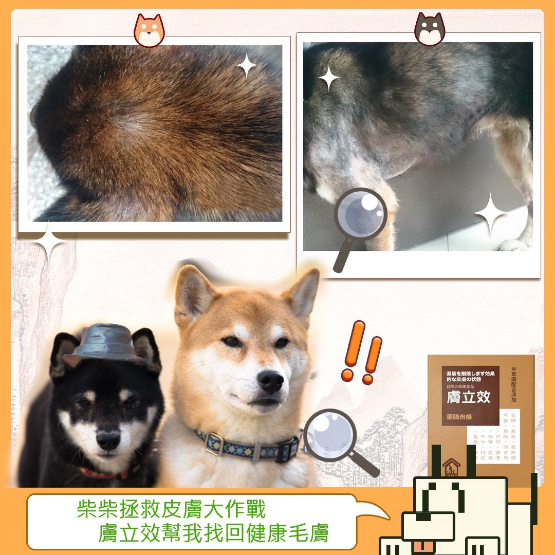 【毛小孩飼主分享文#004】-柴犬