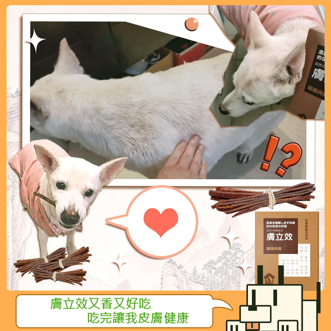 【毛小孩飼主分享文#002】-家犬