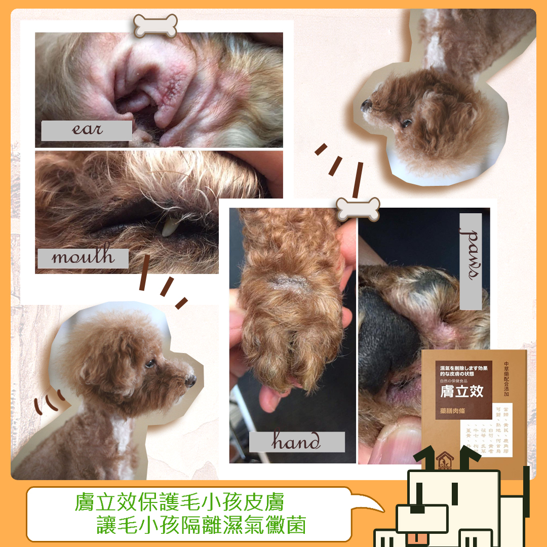 【毛小孩飼主分享文#012】-貴賓犬