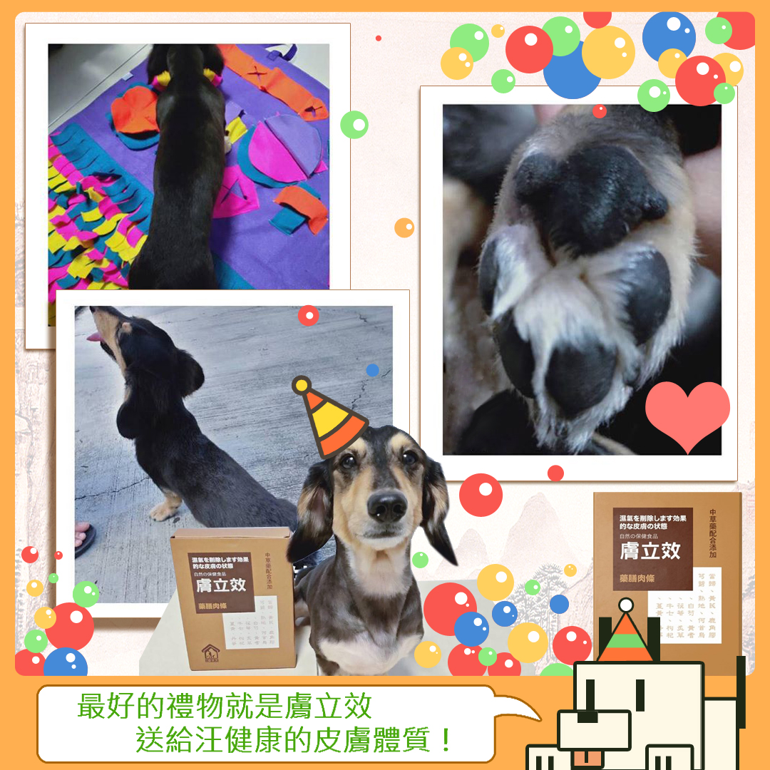 【毛小孩飼主分享文#008】-長毛臘腸犬